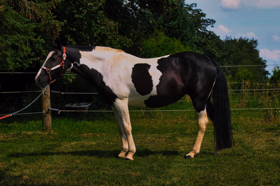 JR Black Royal Jemma