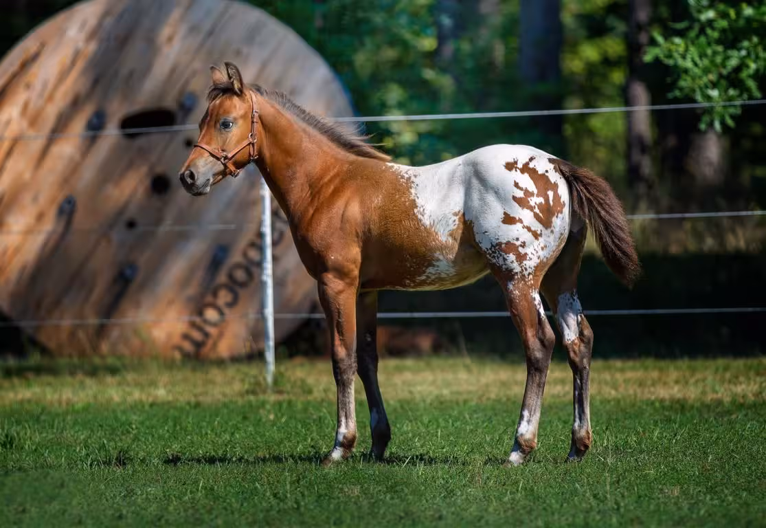 ER Dazzling Moonlight als Fohlen
